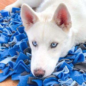 Lexa the Husky laying on snoofle mat medium size